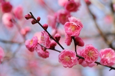 kakou20150226_01.jpg